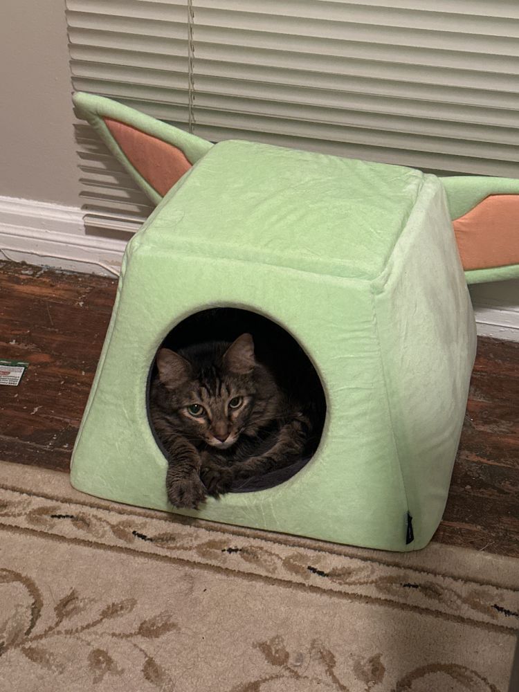 A tabby cat sits inside an enclosed cat bed that is in the shape of yoda’s head.