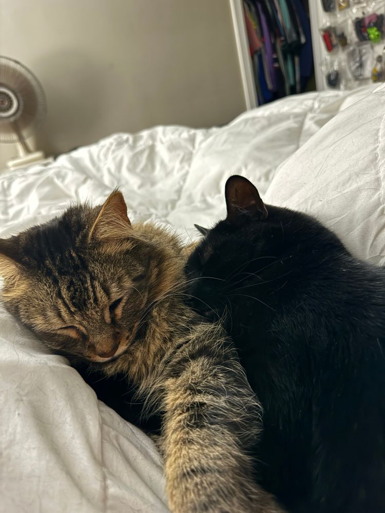 A tabby cat and a black cat snuggling on a white bedsheet.