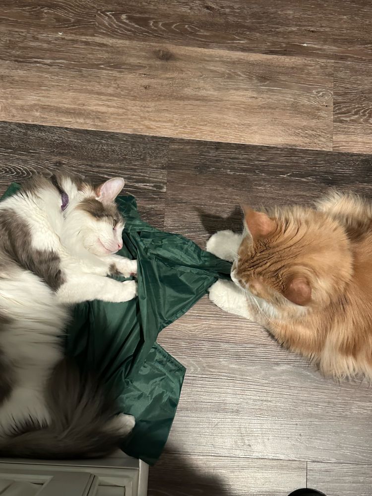 A grey and white cat and an orange cat look at each other while laying on a floor.