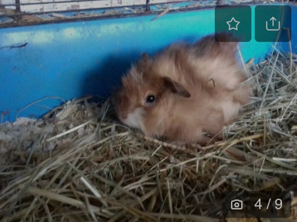 Ein kleines orangenes Rosettenmeerschwein sitzt im Stroh. (Das Bild ist nicht von mir! Dort habe ich ihn damals online gefunden.)