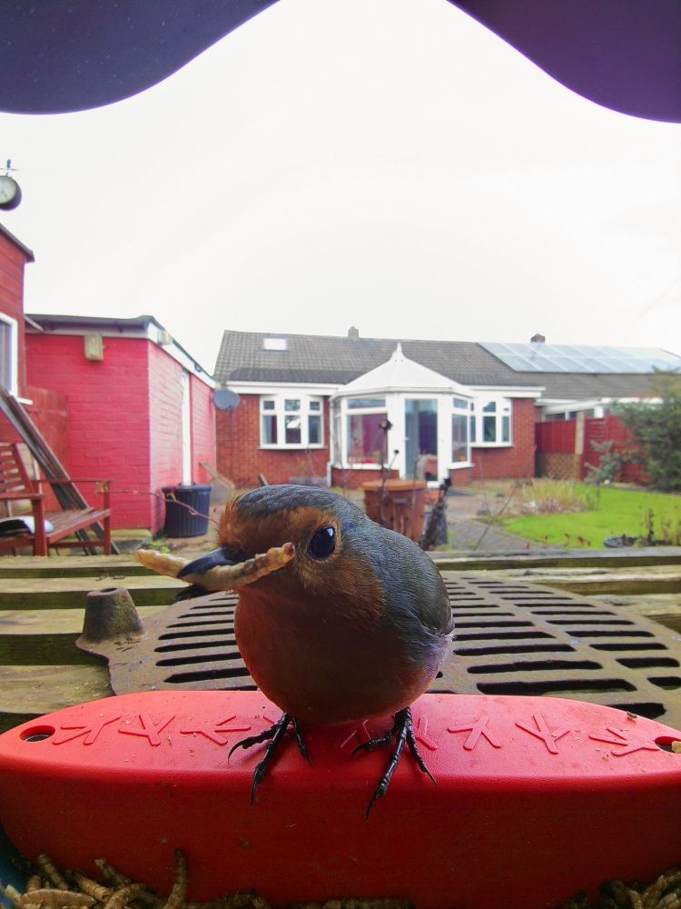 Robin with worm in mouth #birds