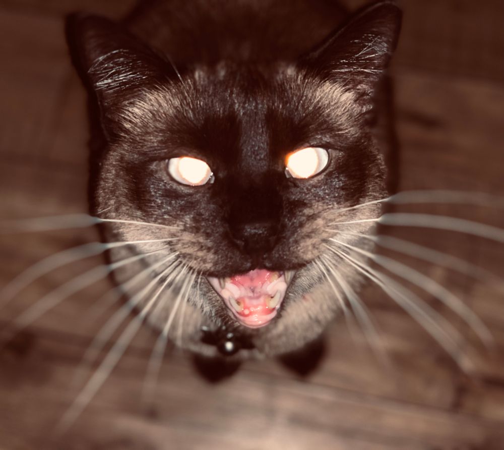 Siamese cat with eyes glowing meowing 
