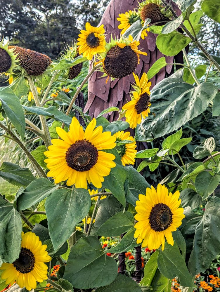 Sunflowers  in Gananoque 