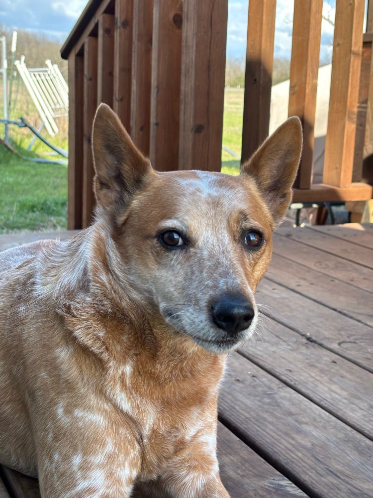 Closeup of an orange and white red heeler breed dog, looking disinterested at the camera, laying on a wooden deck with railing. A white fence and green spring grass can be seen in the background.