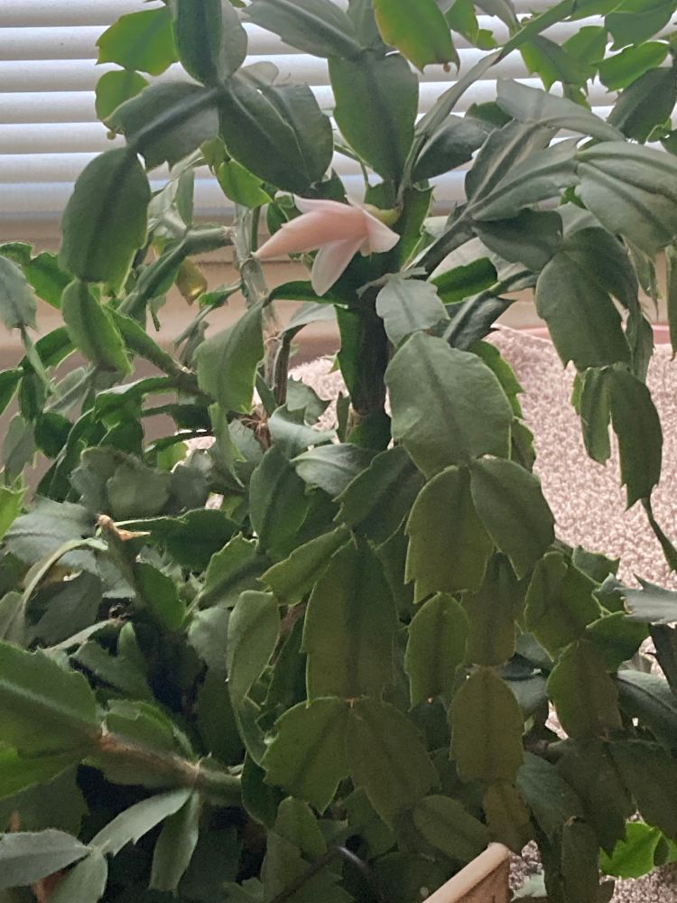 A new pink bloom is opening up to celebrate No Kings!