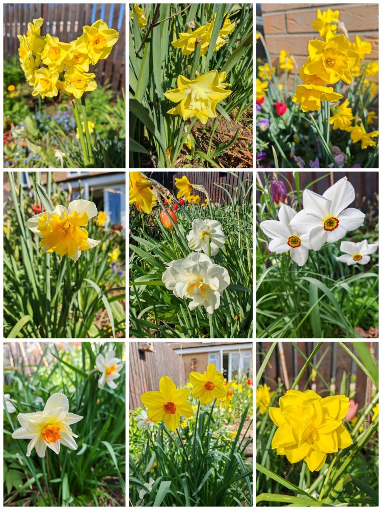 Collage of photos of my late flowering daffodils 