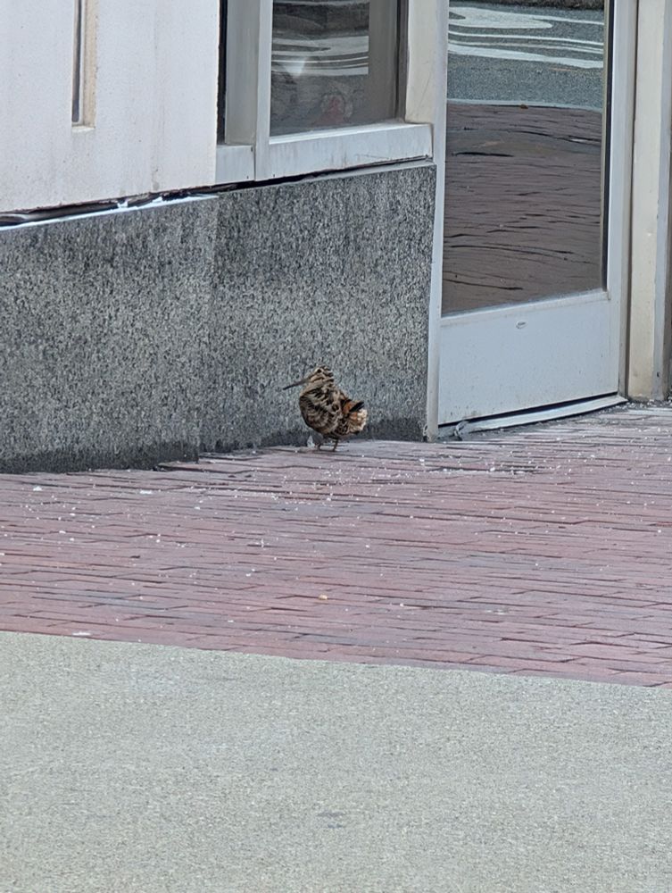 A zoomed-in photo of the previous image to show the woodcock in more detail. They have unique physical characteristics, including a plump, short-legged body with a short neck and a long narrow bill. Their coloring is soft cinnamon on their underparts and a faint grey collar around the neck. The top feathers are mottled dark brown/light brown/grey, providing excellent camouflage in their typical forest habitats.