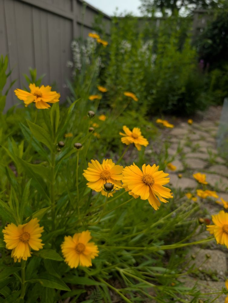 Coreopsis lanceolata (Lance leaf coreopsis), clusters of long lanceolate green leaves with jumbles of broad yellow flowers.