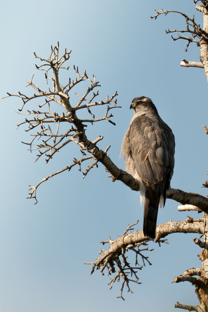 A large gray/black hawk perched on a tree. The hawk has a black eye stripe and a deep red eye. It has a yellow hooked beak with a black tip. 