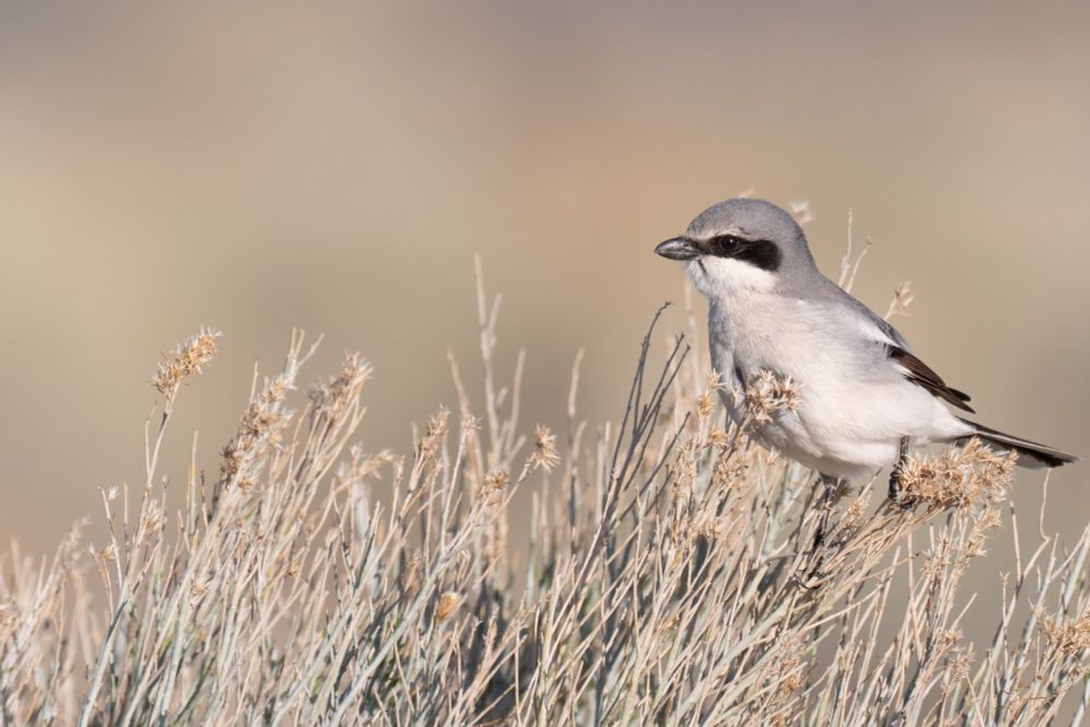 An overall white and gray songbird with a black mask, and sharp beak, perches on some Big Sagebrush in the golden light. 