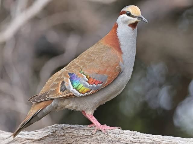 Bronzewing Pigeon. A brown-gray medium size bird with some iridescent feathers at its wings.   

Pombo com asa de bronze, um pássaro médio com algumas penas iridescentes nas asas.  
