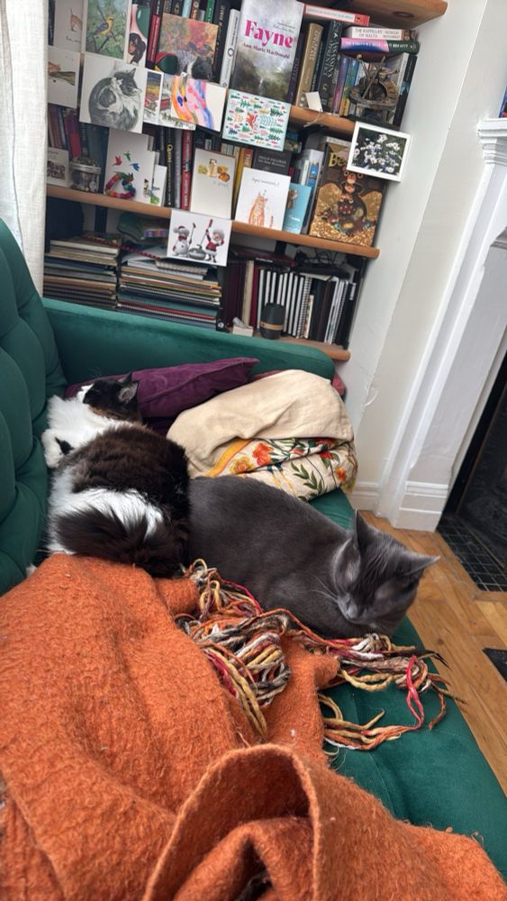 One fluffy black and white cat and a sleek grey cat lie smushed together on a green couch with an orange blanket in the foreground and an overstuffed bookshelf in the background