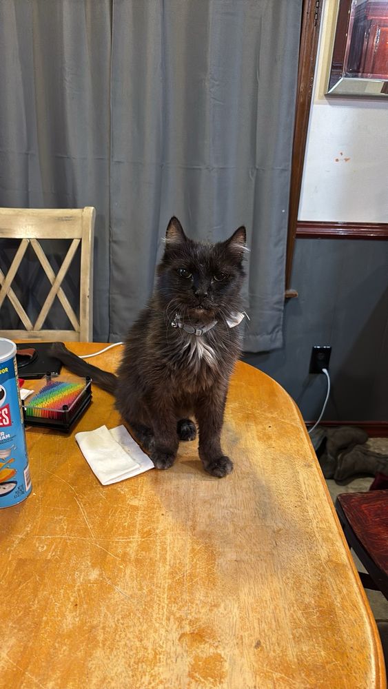 An older photo of black Norwegian forest cat named Lars sitting on a kitchen table.