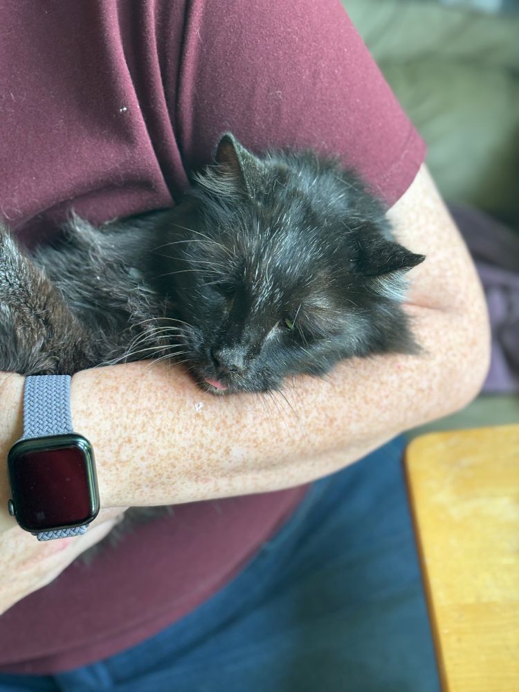 Laz on his last day being held by me. Lars is a black Norwegian forest cat.