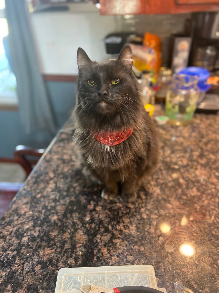 And an older photo of a Norwegian forest cat named Laura sitting on a kitchen counter.