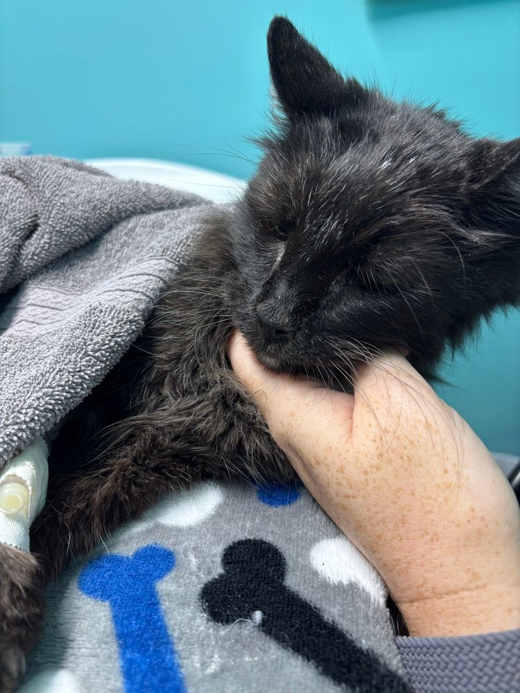 Last living photo of Lars, a black Norwegian forest cat.