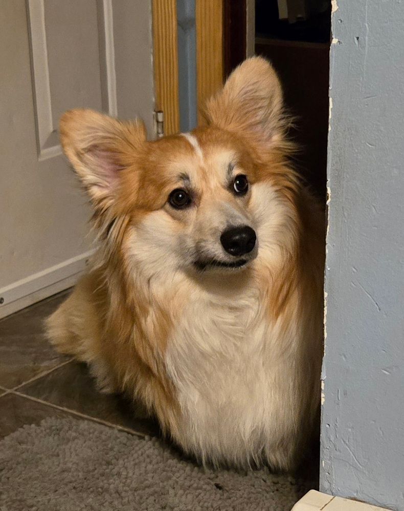 Fluffy Corgi 