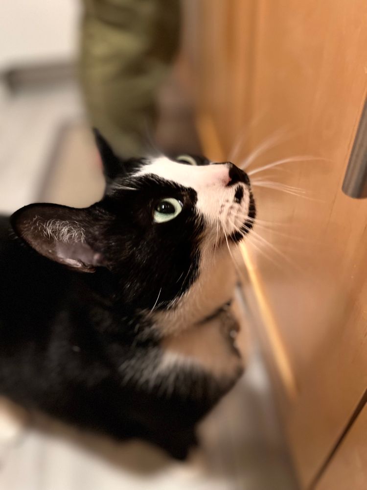 Louis the tuxedo cat