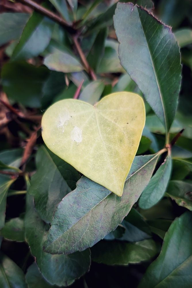 Sur un arbuste aux feuilles effilées vert foncé, une autre feuille, plus claire, en forme de cœur.
Cette feuille est imparfaite pour toutes les autres, mais pas pour nous.