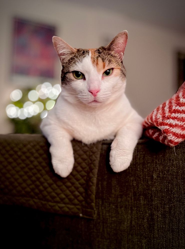A chonky white calico cat with her arms draped over the arms of a chair