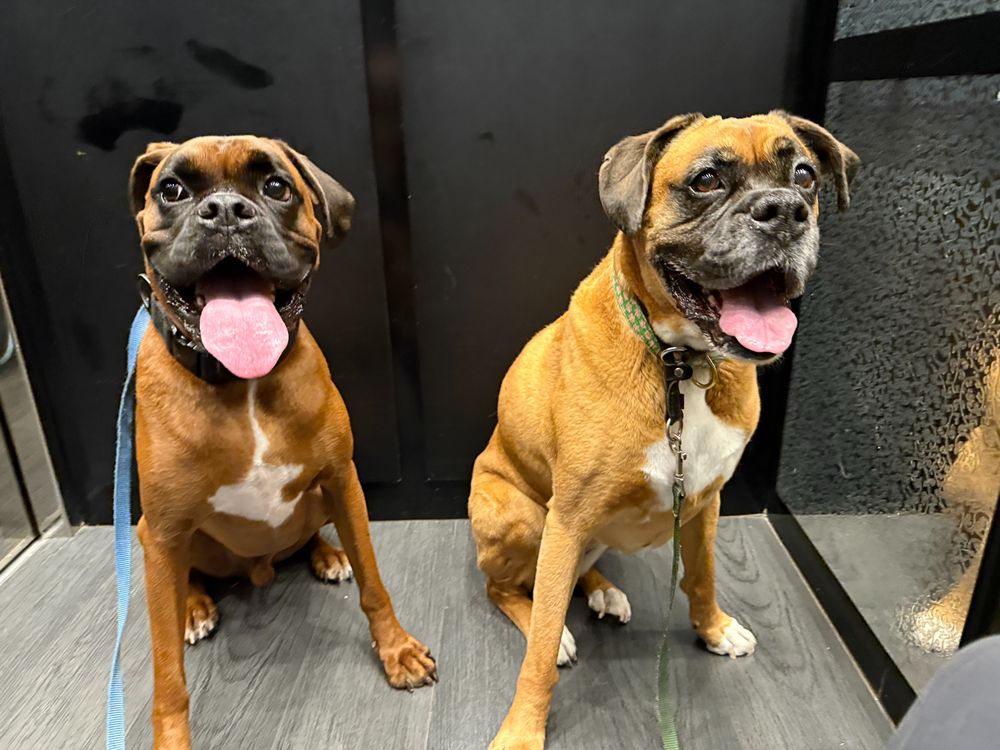 Two adorable boxers named Frank. 