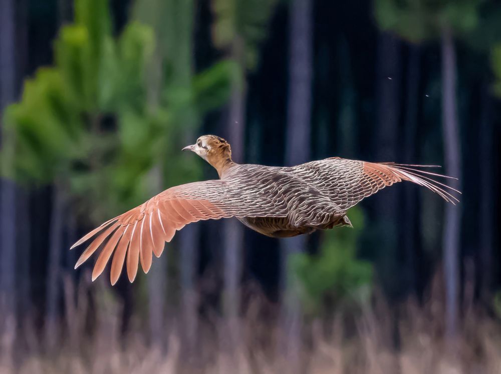 A Tinamou in flight. Because they fly, unlike Moas. 