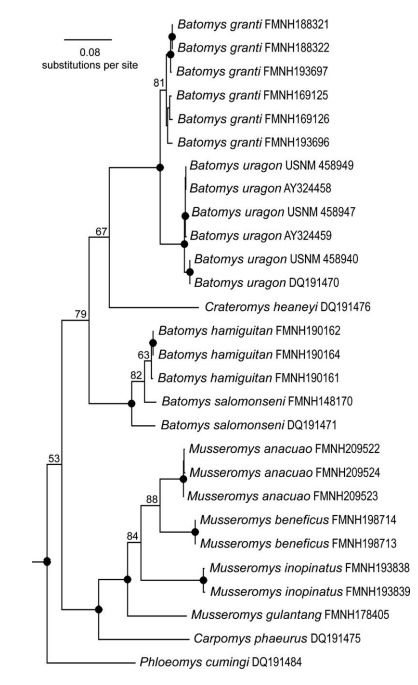 Tree of the members of the cloud rat clade based on mitochondrial cytochrome b sequences. The Southern Luzon Giant Cloud Rat (Phloeomys cumingi) is identified as basal to all other cloud rat species.