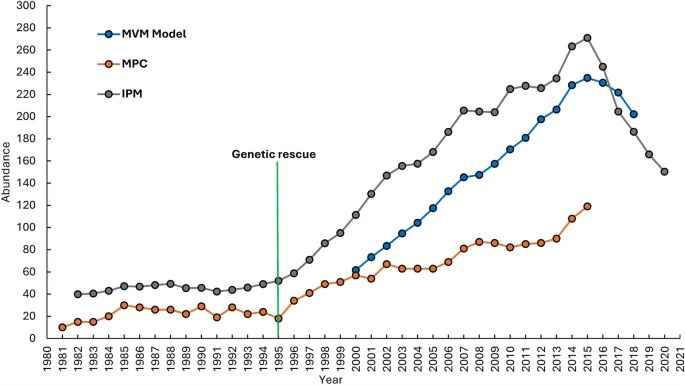 Estimates of the range-wide population size of adult and subadult Florida panthers from 1981 to 2020 using: (1) the 95% lower confidence interval of the motor vehicle mortality (MVM) model-averaged abundance estimate  plotted in blue for the period 2000–2018  (2) the minimum population count (MPC) plotted in orange, for the period 1981–2015; (3) and the integrated population model plotted in grey, for the period 1982–2020. The year in which genetic rescue was initiated (1995) coincides with the subsequent increase in the population size that was documented by all three metrics.