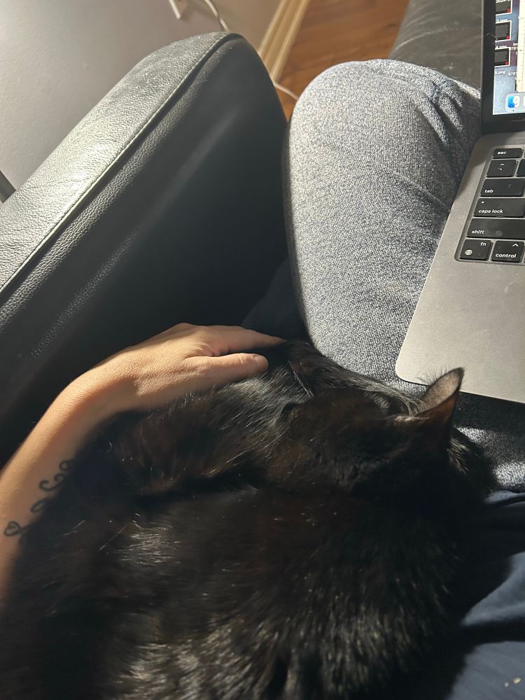 Black cat curled up in a ball to sleep beside me and my laptop, one arm wrapped around him. 