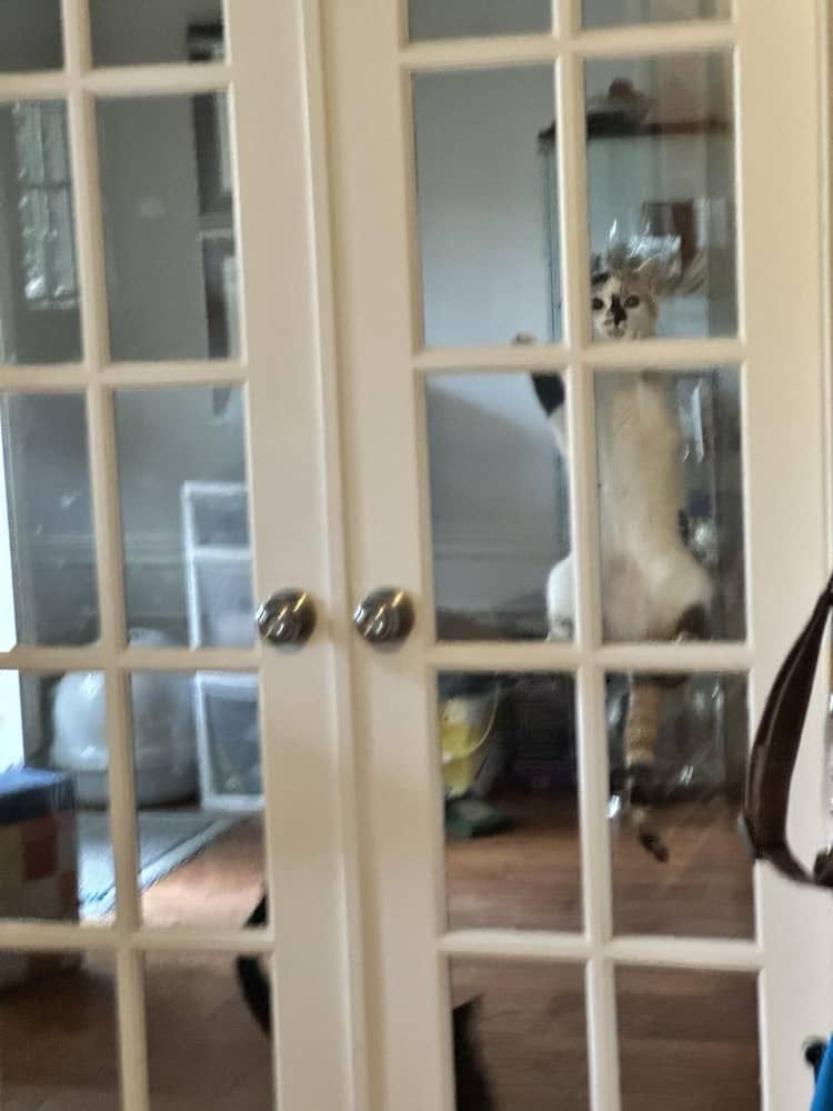Mostly white cat with some tan and black markings looking through glass from behind a closed French door. The cat has climbed up the door, higher than the door knob. There are two black cats on the floor also slightly visible through the glass. 