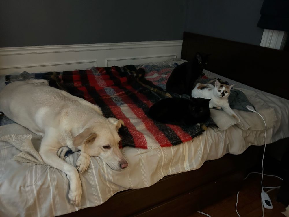 Three cats and a dog lying on a bed. The cats are on the right and close together. Two are black and one is white with some calico markings. The dog is light golden and off to the left, keeping their distance and looking disappointed about it. 