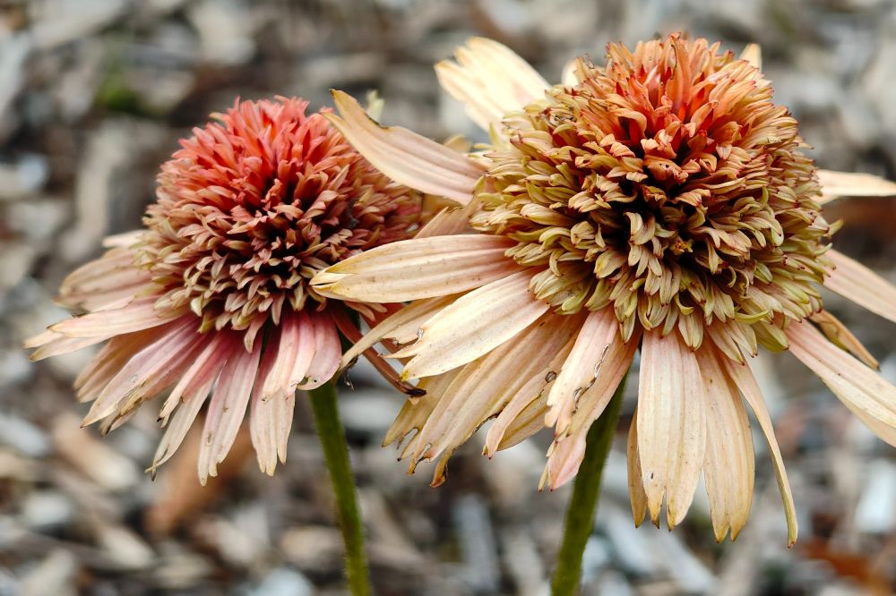 Close-up of two coneflowers in late bloom, their petals faded to pale pink and beige with edges curled and tattered. The centers are full and spiky, with dense overlapping bracts in shades of orange, brown, and green. The flowers lean slightly, showing signs of age and weathering. The background is softly blurred, with muted earthy tones that highlight the textures and colors of the flowers in the foreground.