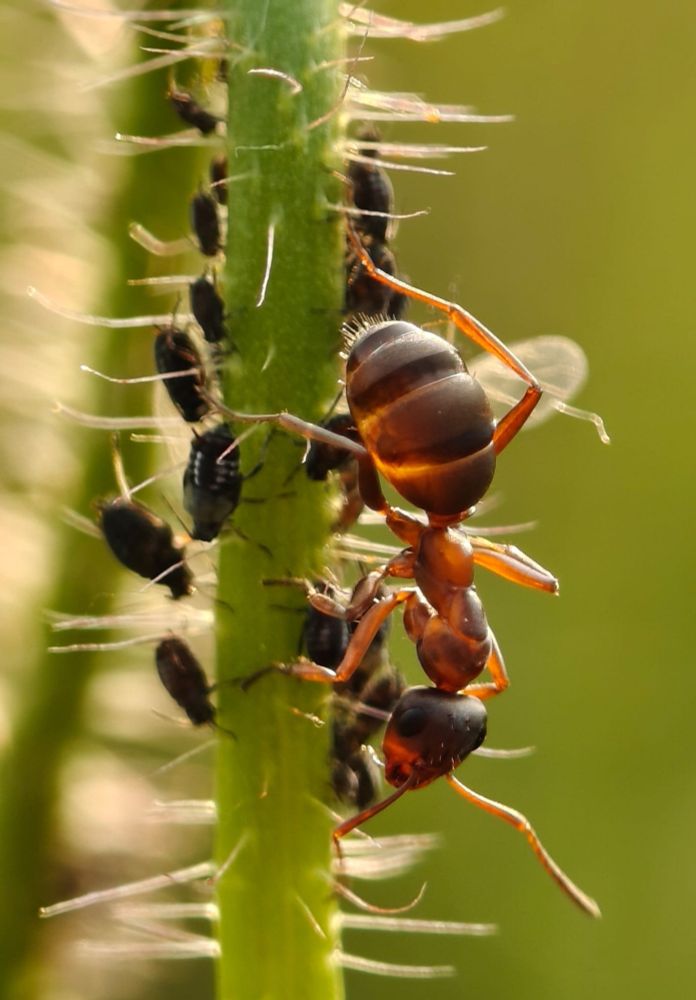Close-up macro of a reddish-brown ant clinging upside-down to a hairy green plant stem while several small black aphids cluster around it.