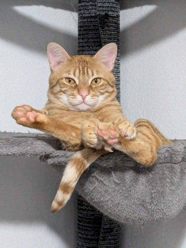 An orange striped cat sitting in a grey cloth basket on a cat tree with his paws sticking up in the air. He has one back foot out to his right, and his other back foot is sandwiched between his front paws. He has approximately 7 toes on each of his front paws and an extra dangling toe on each back foot. His expression is sober, focused, and regal.