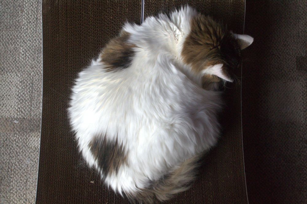A large Maine Coon cat, Bella, curled up in a perfect circle across two scratching benches, her fluffy white and brown coat spilling luxuriously over the edges. Her peaceful posture exudes confidence and comfort.