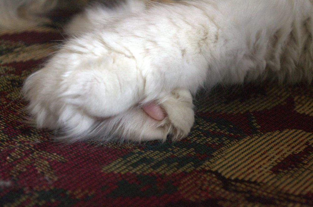 Bella, the Maine Coon holds her paws crossed on a floral couch. 