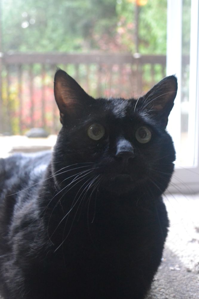 Young black cat looking up and slightly to the right. 