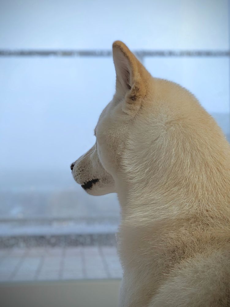 窓越しに雨の様子を眺める柴犬様