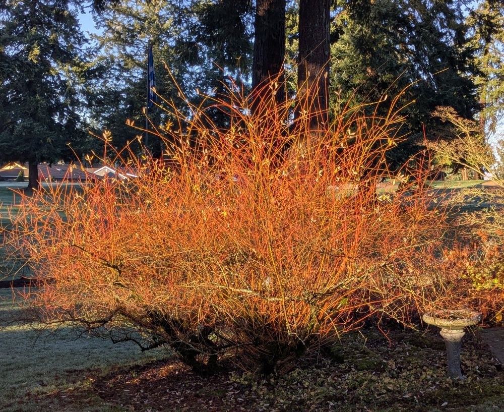 A winter-bare dappled willow illuminated by the low morning sun. Its red twigs look fiery, and there are a handful of remaining leaves that are glowing like jewels. The backdrop is a mini-forest of evergreen trees, with blue sky between the branches.