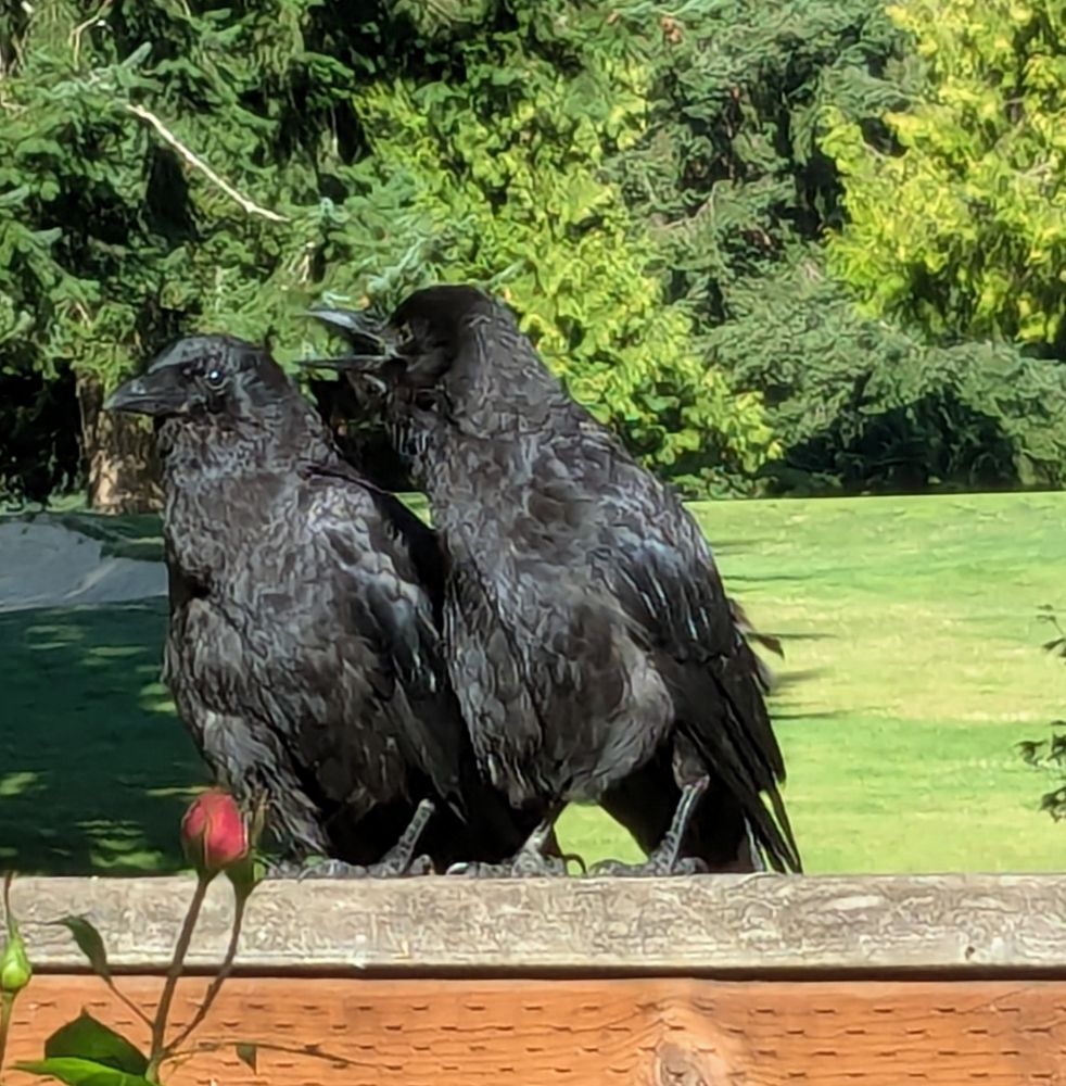 A parent and offspring American Crow standing close together. The mom is on the left, leaning slightly away from her offspring, who has its mouth fully open with the appearance of shouting in her ear hole. In reality, the juvenile isn't shouting, but mom is impatient with intensive parenting demands. They are both molting and mom is cranky and kid is needy. 