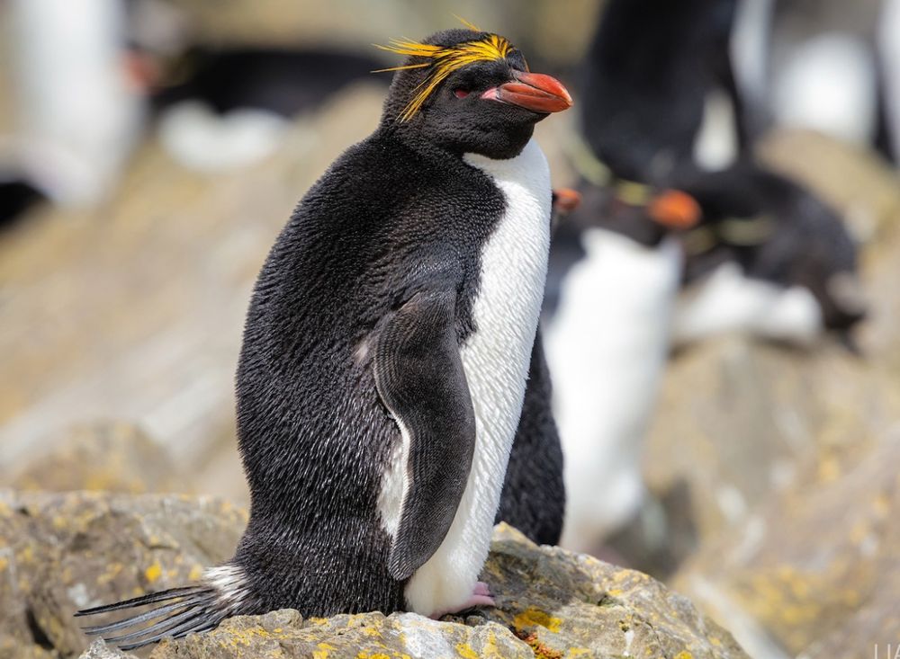 Macaroni penguin on a rock