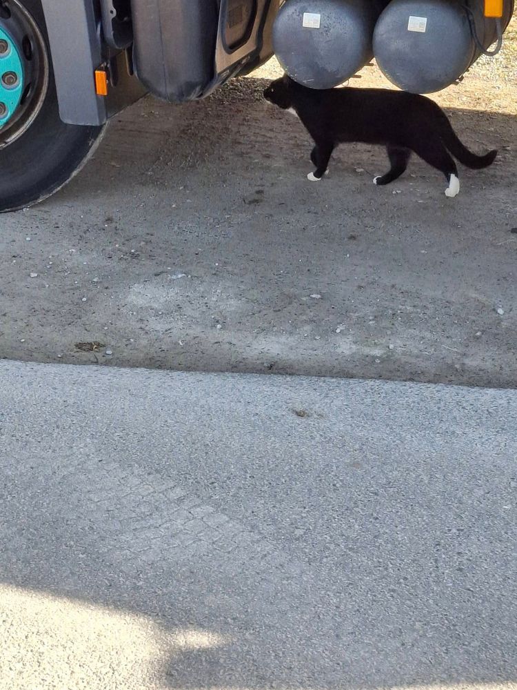 Katze schaut sich unter Kipper ( Baufahrzeug um)...