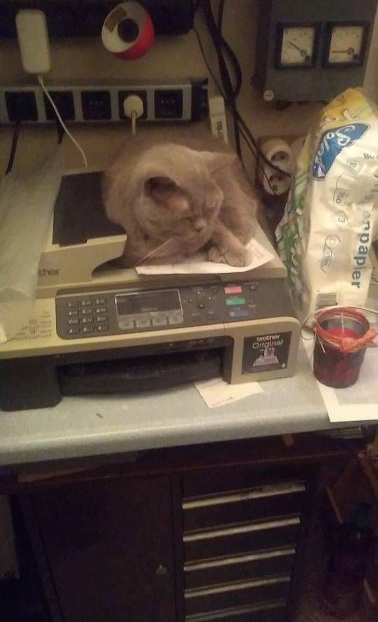 Fax als Katzen/Britisch Kurzhaar Bett