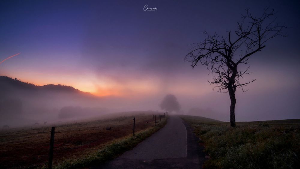 Neblige Landschaft bei Sonnenaufgang mit einem kahlen Baum, einem schmalen Weg, der in die Ferne führt, und sanft beleuchteten Hügeln im Hintergrund.