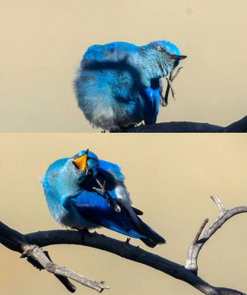 A Mountain Bluebird scratching an itch on his head while sitting on the old dead branch of a pine tree. The second frame in the photo the bird has mouth open as he continues scratching, making it look like a sigh of relief.