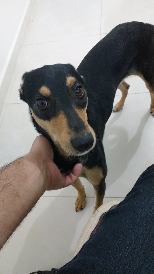 Cachorrinha de pelagem preta com detalhes marrom claro no rosto, peito e patas, sendo acariciada com carinho por uma mão humana. Ela olha para cima com olhos grandes, brilhantes e expressivos, transmitindo ternura e confiança. Está em pé sobre um chão claro, ao lado de uma pessoa sentada vestindo calça jeans.