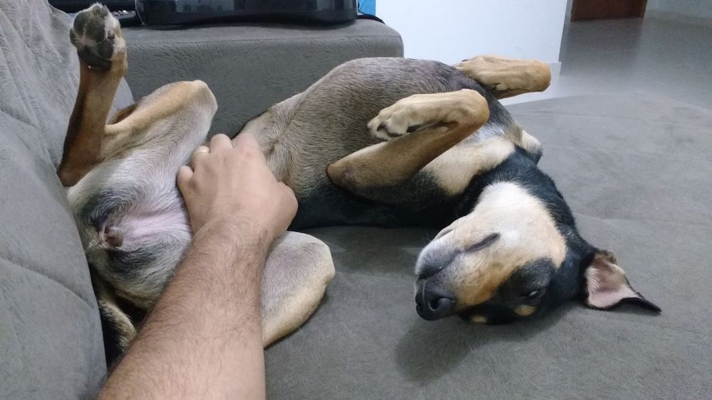 Cachorrinha de pelagem preta e marrom clara deitada de barriga para cima em um sofá, relaxada e de olhos semicerrados, recebendo carinho na barriguinha de uma mão humana. Suas patas estão dobradas de maneira descontraída, transmitindo um momento de total confiança, conforto e afeto.