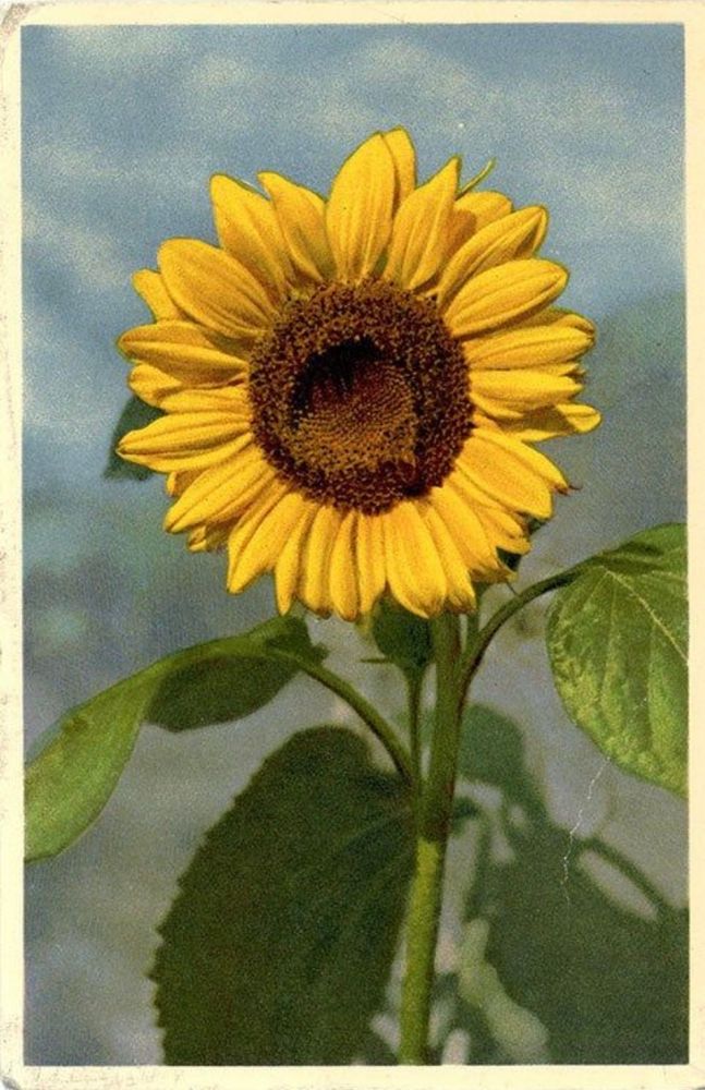 Vintage image of a sunflower
