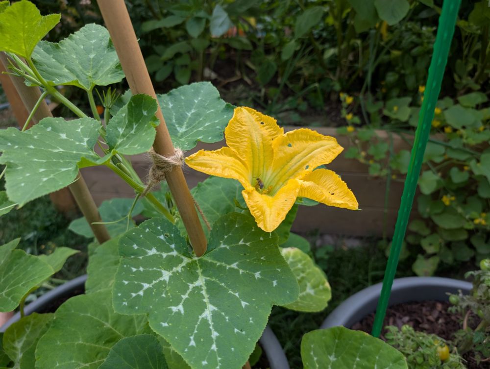 A squash flower on a delicate vine climbing up a bamboo pole.