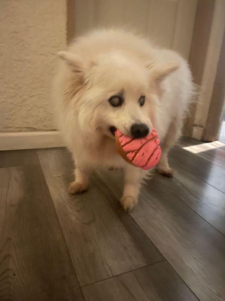 fluffy white dog looking guilty with a pink pan dulce in his mouth 